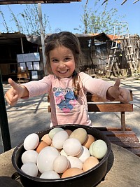 🕥 Orario: tutti i giorni dalle 10:30 alle 12:00 🌿 Esperienza unica: raccogli le uova con le tue mani 👨‍👩‍👧‍👦 Adatto a tutti: perfetto per famiglie, bambini e amanti della natura