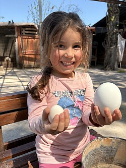 🐣 Diventa piccolo contadino per un giorno! 🥚  Hai mai raccolto un uovo appena fatto? Vieni a vivere un’esperienza divertente insieme alle nostre galline!🐓